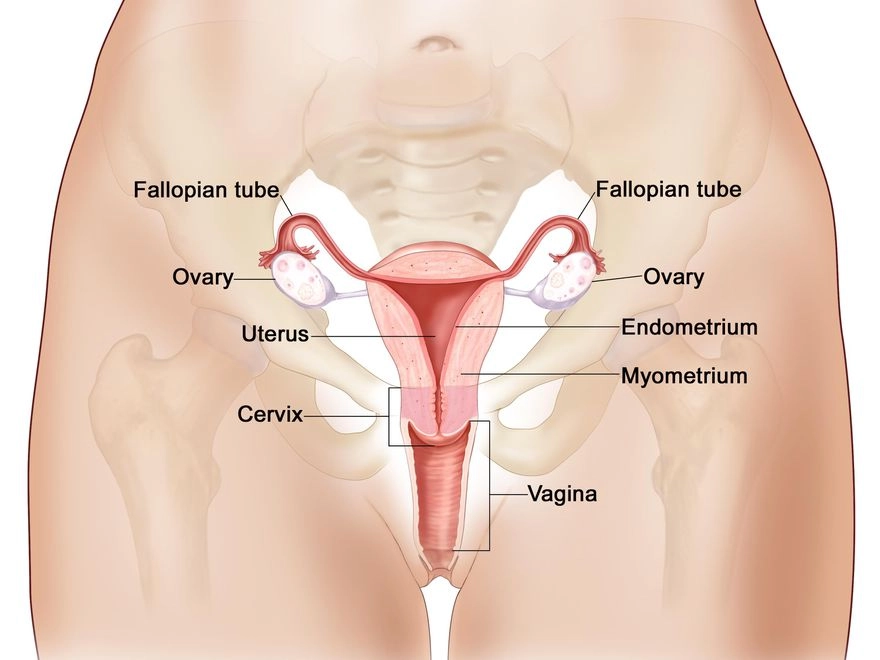 rahim uterus kanseri ameliyat com